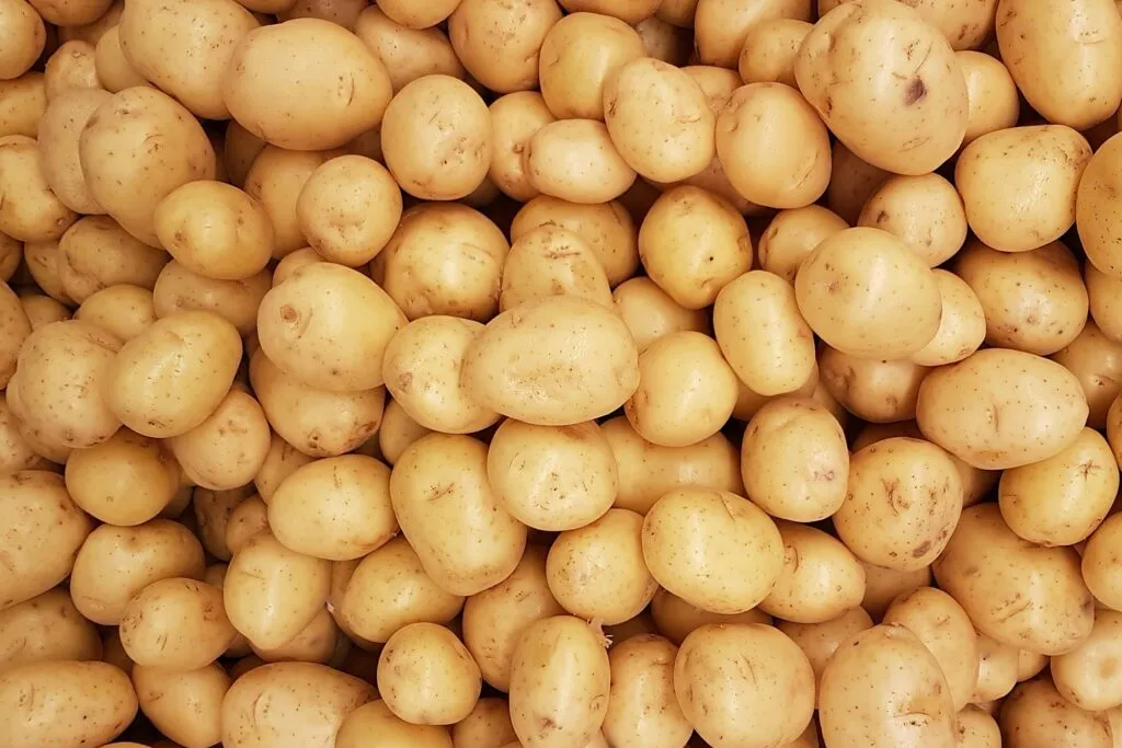 Potatoes ready for transport
